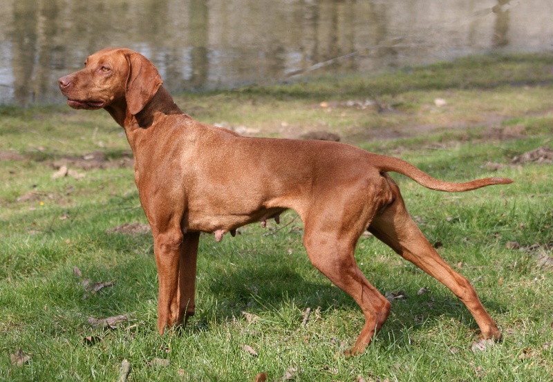 TR. CH. Chatka Du champ cleuet