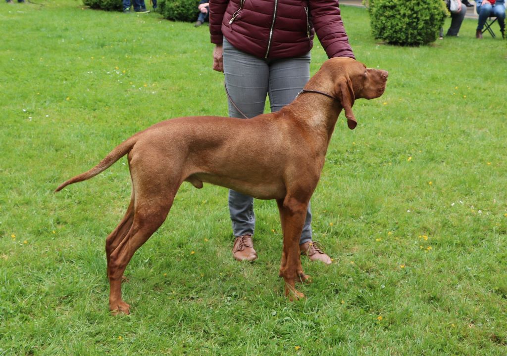 TR. CH. Lutcho Du champ cleuet